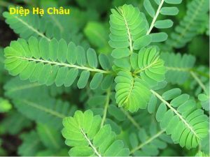 Cây diệp hạ châu