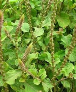 Cây cỏ xước vị thuốc quý điều trị đau nhức xương khớp, sỏi mật