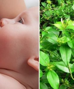 Chè vằng giúp lợi sữa, giảm béo hiệu quả ở phụ nữ sau sinh