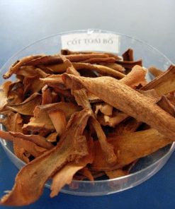 Cốt toái bổ (tắc kè đá) bồi bổ chức năng thận (Tac ke da)