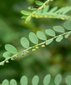 Diệp hạ châu - Cây chó đẻ răng cưa (cay cho de)