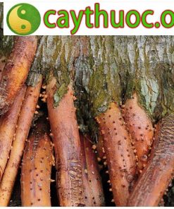 Rễ Cau vị thuốc điều trị Liệt dương