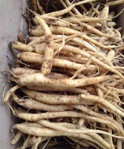 Đẳng sâm Việt Nam