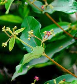 Hà thủ ô trắng, vị thuốc bổi bổ sức khỏe