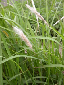 Công dụng của cây cỏ tranh