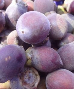 Quả sim tím bổ thận tráng dương, ngâm rượu cực ngon