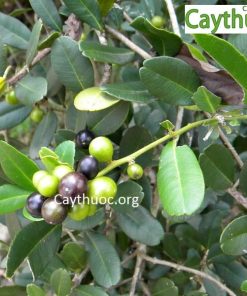 Gai tầm xoọng hay cây Quýt gai điều trị bệnh suy thận