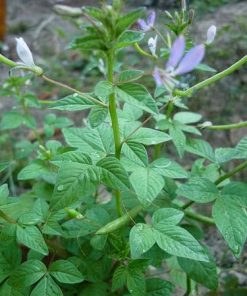 cây mần ri hoa tím