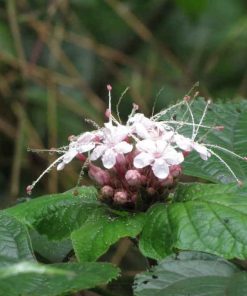 cây mò hoa trắng