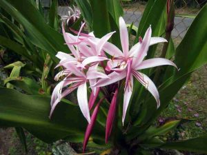 Hình ảnh cây đại tướng quân cây náng hoa đỏ