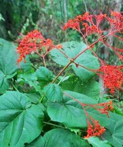 bạch đồng nam, mò hoa đỏ