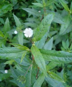 cây cỏ mực, cây nhọ nồi