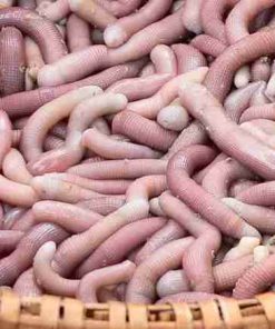 Con sá sùng tươi