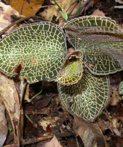 lan kim tuyến, lan gấm