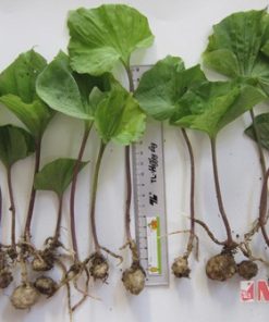 cây một lá cây 1 lá