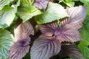 Công dụng của cây tía tô