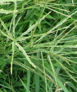 cây cỏ mần trầu