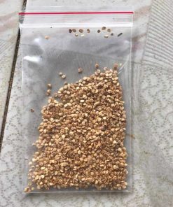 Hạt giống cà gai leo hoa trắng