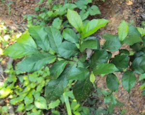 Cành cây duối cây thuốc lợi sữa