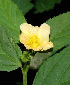 cây ké hoa vàng Sida rhombifolia L