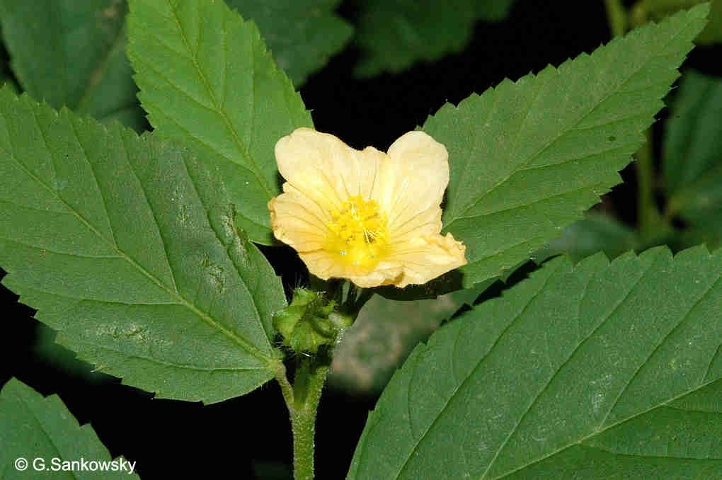 cây ké hoa vàng Sida rhombifolia L