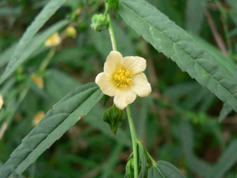 Ké hoa vàng Sida acuta Burm dùng làm thuốc bổ.