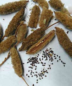 hạt giống cây an xoa