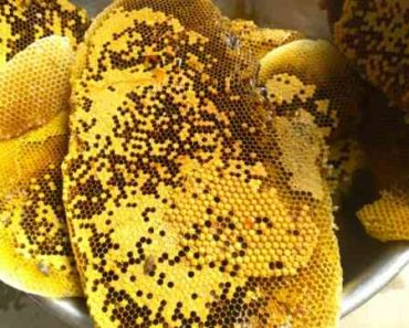 Nấm ngọc cẩu có ngâm chung với sáp ong rừng được không ?