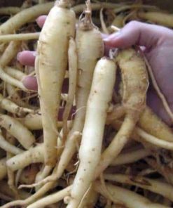 Củ đẳng sâm tươi, củ đảng sâm