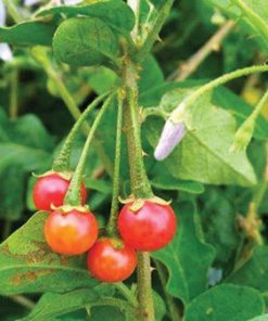 quả cà gai leo tươi