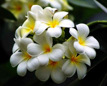 Cây hoa đại trắng chữa bệnh gì