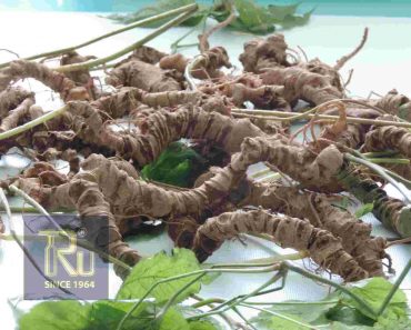 Tam thất hoang (sâm vũ diệp) loại sâm quý của Việt Nam