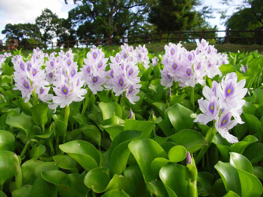Water hyacinth furniture from Vietnam