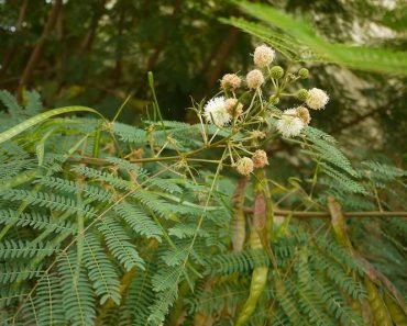 Bình linh (cây keo dậu) cây dại mọc hoang có tác dụng điều trị tiểu đường