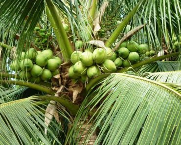 công dụng của cây dừa