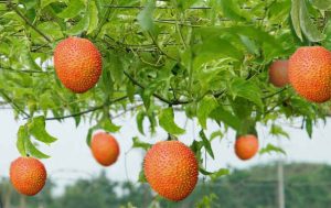 cây gấc giàn gấc