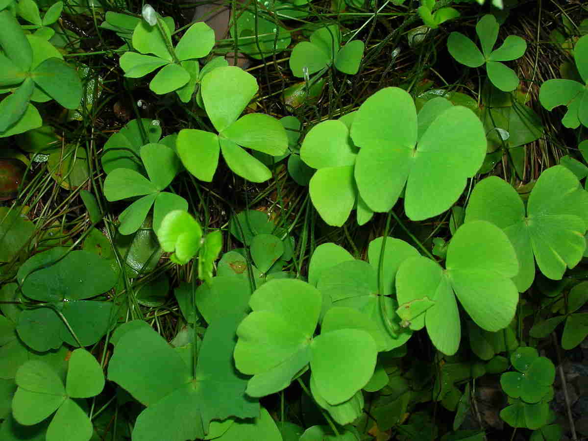 Cây rau bợ, từ món ăn ngon đến bài thuốc quý