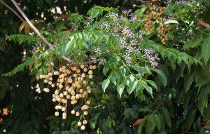Công dụng của cây xoan