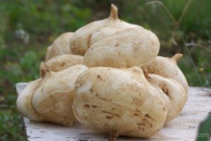 công dụng của củ đậu