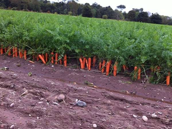 Hình ảnh cây cà rốt
