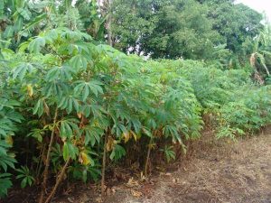 Công dụng của cây khoai mì