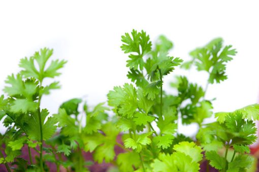 Công dụng của rau mùi (rau rí ngò) và 06 cách dùng rau mùi làm thuốc