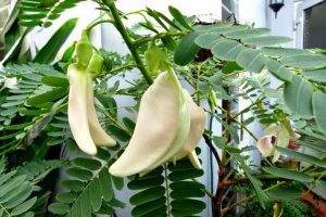 Hình ảnh cây so đũa