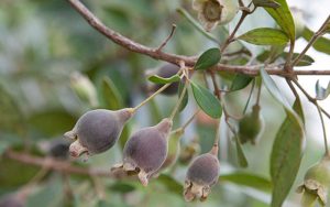 Hình ảnh quả sim tươi