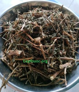 Cây rau mương phơi khô tại Caythuoc.org