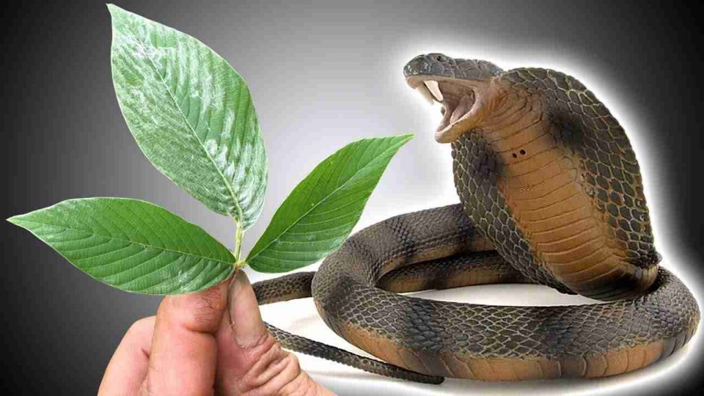 Cách điều trị rắn độc cắn bằng cây thuốc nam quanh ta