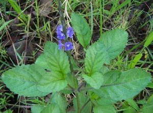 Công dụng của cây đuôi chuột