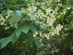 Cây ngô đồng họ trôm cây thuốc điều trị rụng tóc