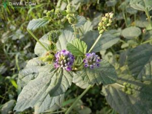 Cây đậu miêu Cây thuốc nam điều trị bệnh bạch biến