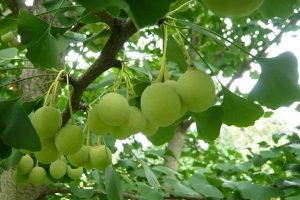 Công dụng của Cây bạch quả